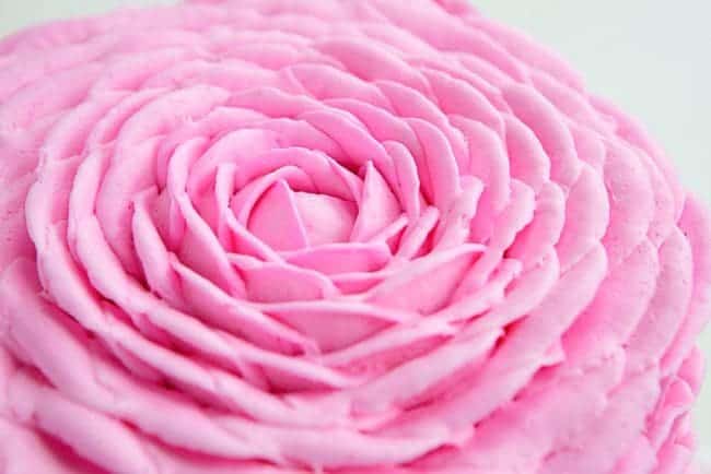 这朵美丽的粉红色奶酪玫瑰实际上非常简单！